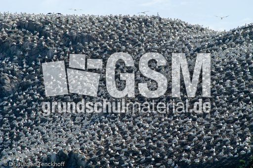 Basstölpel (13 von 24).jpg